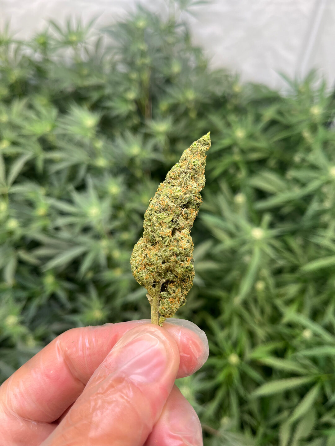 Eine getrocknete Blüte zwischen den Fingern vor den Pflanzen