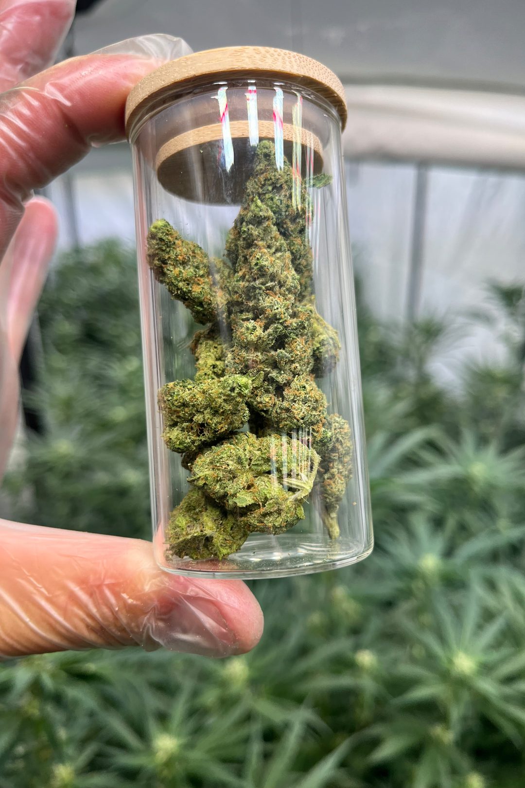 Getrocknete Cannabisblüten in einem Glas, in der Anlage gehalten